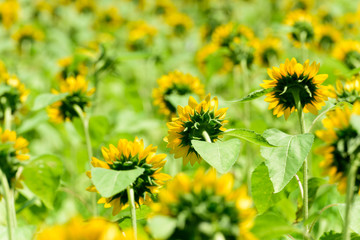 Obraz premium 万博公園 ひまわり