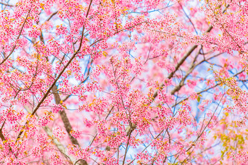cherry blossoms - japan