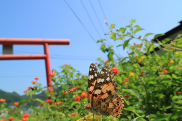 チョウのいる風景
