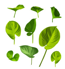green leaf set