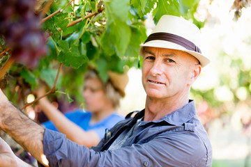 Man in vineyard