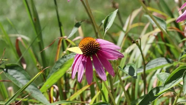 Southern Dogface butterfly (Colias cesonia) feeding on a Purple Cone flower.