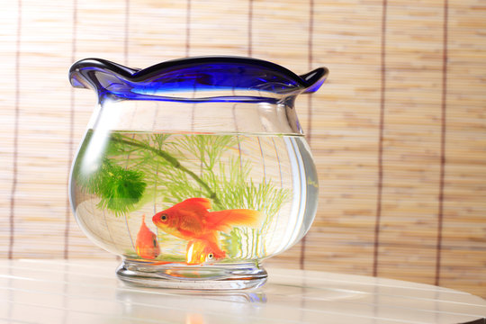 金魚鉢 Images Browse 1 100 Stock Photos Vectors And Video Adobe Stock