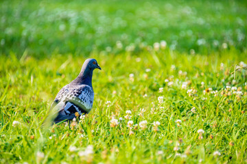 Parks and pigeon