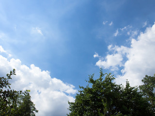 Obraz premium Sky and Cloud over trees