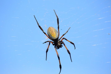 araignée