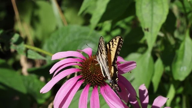 Zebra Swallowtail butterfly (Eurytides marcellus) feeding on a purple Cone Flower.