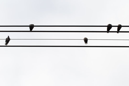 pigeon on high voltage line