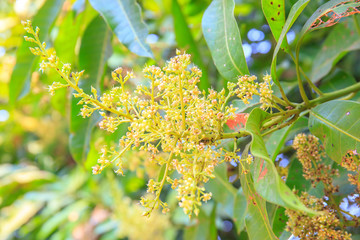 mango flower