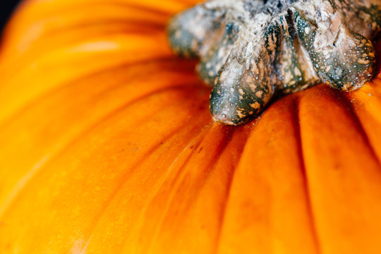 Close-up of pumpkin stalks and tops