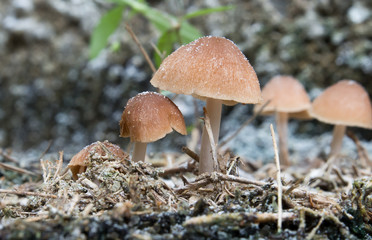 Close up little brown mushrooms