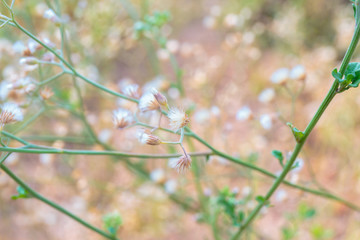 Closeup to grass flower field.