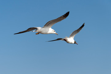 Fototapeta premium seagull flying on the air, subject is blurred