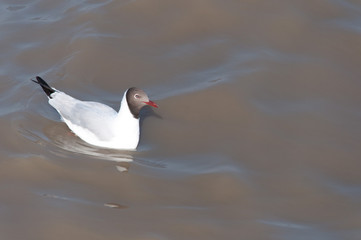 seagull swimming on the sea, subject is blurred