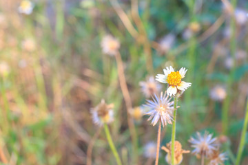 Closeup to grass flower field.