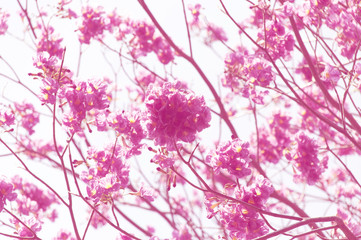 Naklejka na ściany i meble pink flower summer in Thailand, subject is blurred