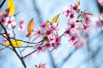 Pink Sakura flower blooming in Thailand, subject is blurred