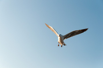 seagull flying on the air, subject is blurred