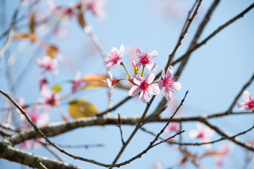 Pink Sakura flower blooming in Thailand, subject is blurred