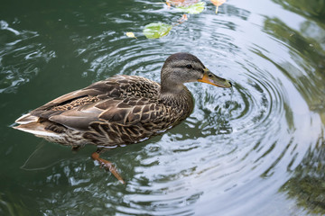 Duck drinks water during swim in a lake