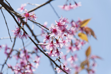 Pink Sakura flower blooming in Thailand, subject is blurred