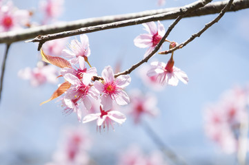 Pink Sakura flower blooming in Thailand, subject is blurred