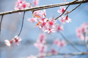 Pink Sakura flower blooming in Thailand, subject is blurred