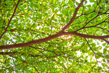 Big tree branch and green leaf in forest or public park.