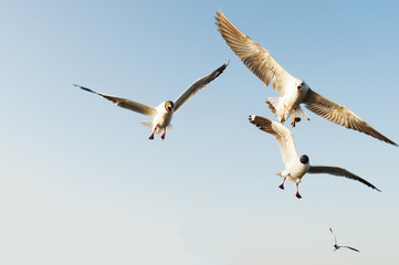 seagull flying on the air, subject is blurred