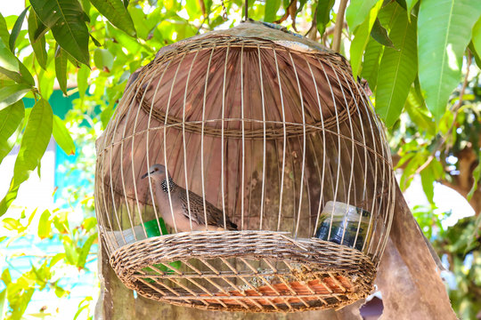Spotted dove cage hanging