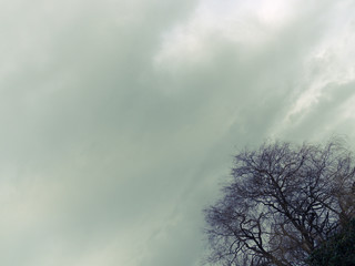 Leafless tree with the cloudy background