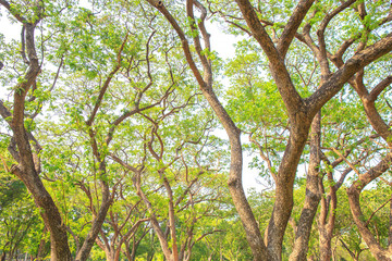 Big tree branch and green leaf in public park.
