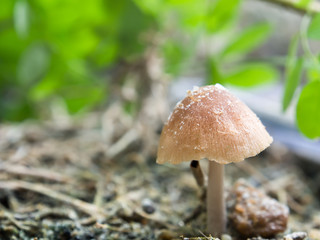 Close up little brown mushroom