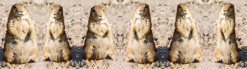 Deformed kaleidoscopic pattern of agitated female gopher standing on sand under sunlight
