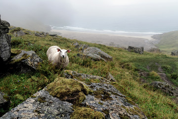 Kvalvika Sheep