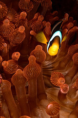 Amphiprion clarkii