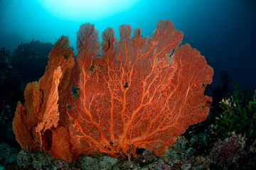 Gorgonian Sea fan