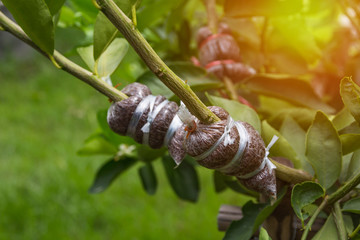 Plant Propagation Background