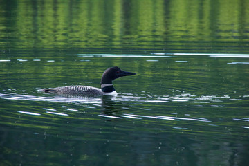 loon on the lake. 
