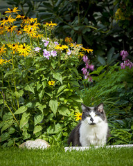 Cat next to flowers.