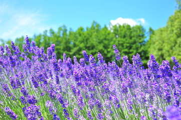 Lavender Flower Fields in Hokkaido, Japan