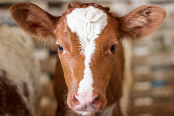 Red baby cow calf head at farm © Vera Verano