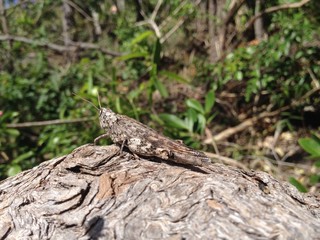 Beautiful Grasshopper