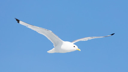Black-legged kittiwake flying