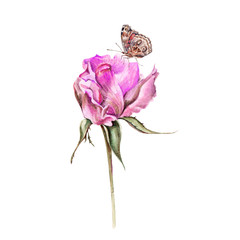 Watercolor realistic rose and butterfly. Hand drawing illustration