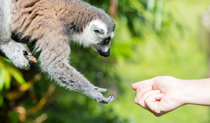 Lemur with human hand - Selective focus
