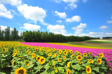 Fototapeta na wymiar Flower Fields in Countryside of Hokkaido, Japan