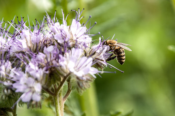 Biene auf einer Blume