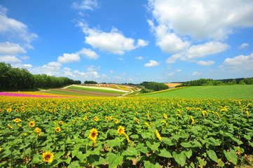 Fototapeta na wymiar Flower Fields in Countryside of Hokkaido, Japan
