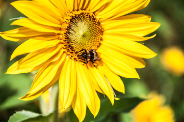 Hummel auf einer Sonnenblume